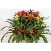 Гузмания микс d9 см h40 см Гузмания микс d9 см h40 см