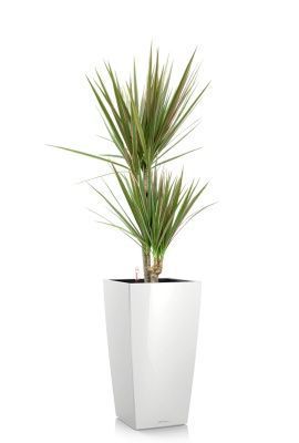 Драцена Маргината Биколор 2 ствола 17/70 см в CUBICO 22, белый блестящий Драцена Маргината Биколор 2 ствола 17/70 см в CUBICO 22, белый блестящий