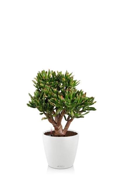 Крассула Овата Хоббит 25/35 см в CLASSICO COLOR 28 Крассула Овата Хоббит 25/35 см в CLASSICO COLOR 28