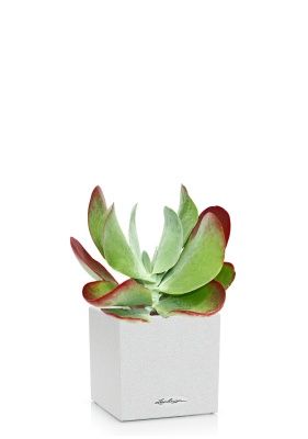 Каланхоэ тирсифолия Ред  Липс 12/20 см в CANTO STONE 14, песочный белый