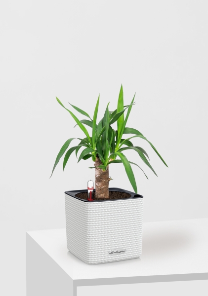 Юкка 1 ствол 12/55 см в CUBE COLOR 14 Юкка 1 ствол 12/55 см в CUBE COLOR 14