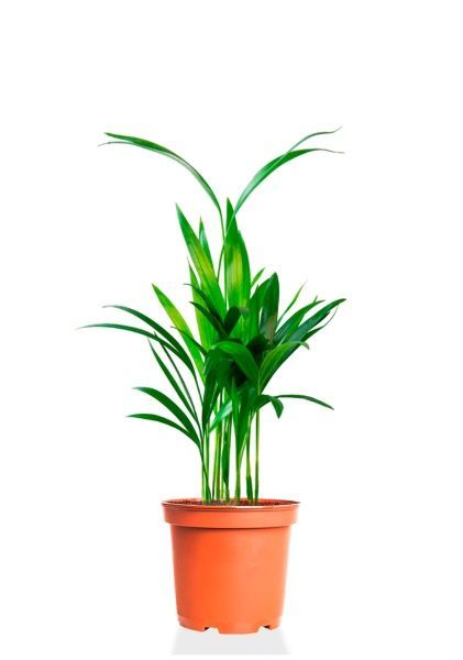 Хризалидокарпус 12/50 см Хризалидокарпус 12/50 см