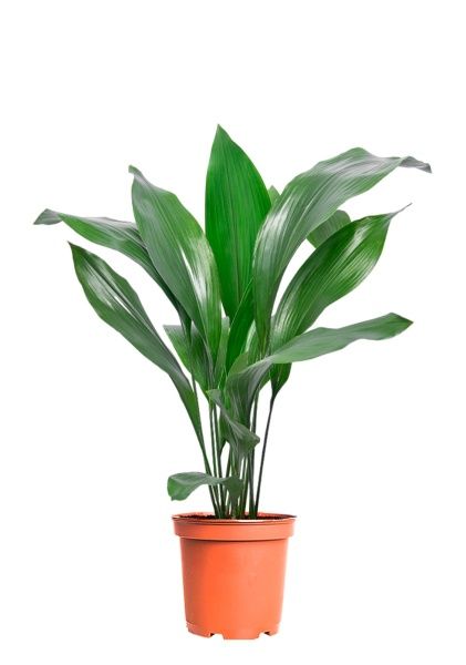 Аспидистра 19/80 см Аспидистра 19/80 см