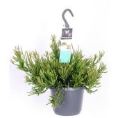 Рипсалис Эвальдиана d17 см h30 см