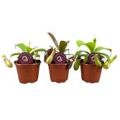 Непентес микс d8.5 см h20 см