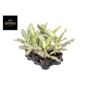 Аглаонема Аква Грин "Aqua Green" 12/40 см Аглаонема Аква Грин "Aqua Green" 12/40 см