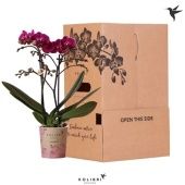 Фаленопсис 2 ствола Violet 2 Spike Sleeve (ok) d9 см h40 см