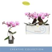 Фаленопсис 1 ствол Балетто Spinturn d12 см h45 см Фаленопсис 1 ствол Балетто Spinturn d12 см h45 см