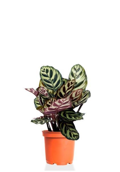 Калатея Макояна 12/35 см Калатея Макояна 12/35 см