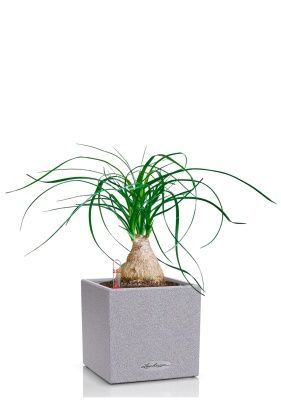 Нолина на стволе 12/35 в CANTO STONE 14, серый камень