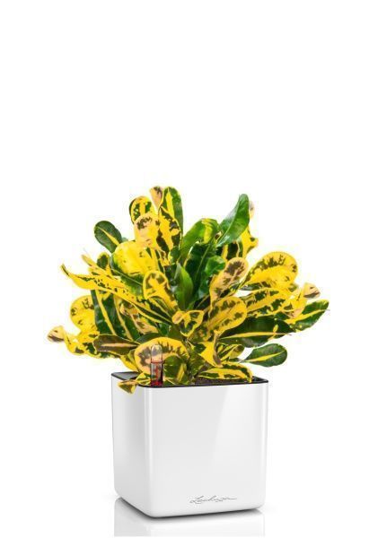 Кротон Еллоу в CUBE Glossy 14