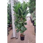 Фикус Лирата d35 см h220 см