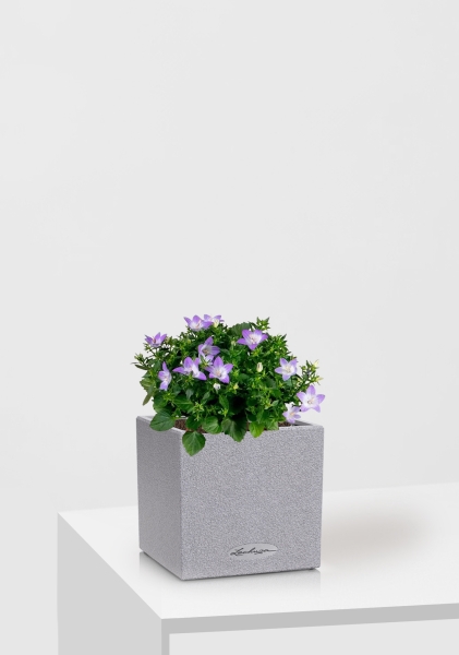 Кампанула Амбелла 12/25 см в CANTO STONE 14