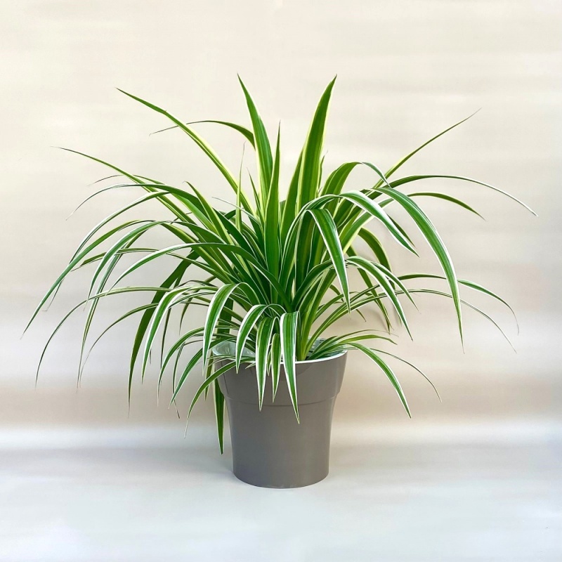 Хлорофитум: какие виды бывают?