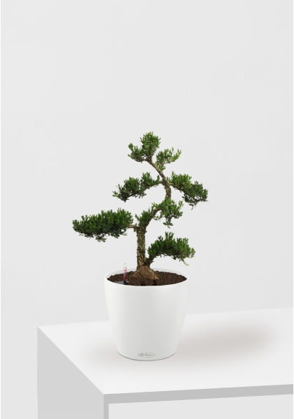 Бонсай Самшит 22/50 см в CLASSICO Color 28