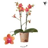 Фаленопсис 2 ствола Buddha 24+ (ok) d12 см h50 см