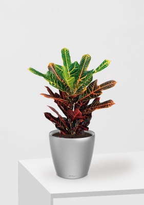 Кротон (Кодиеум) Экселент 17/50 см в CLASSICO LS 21