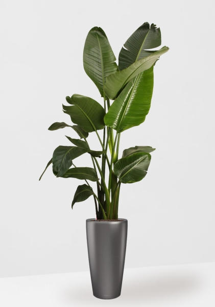 Стрелиция Николай 27/200 см в RONDO 32 Стрелиция Николай 27/200 см в RONDO 32