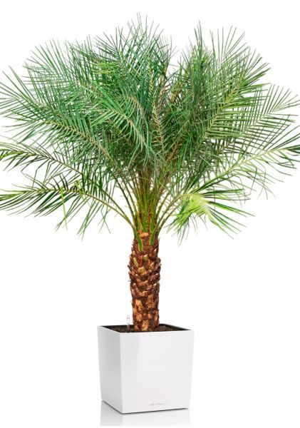 Финиковая пальма Робилини в CUBE 40 Финиковая пальма Робилини в CUBE 40