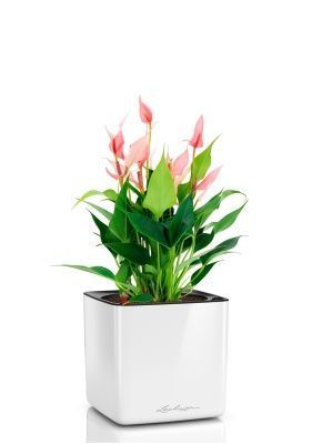 Антуриум Лилли 14/40 см в CUBE GLOSSY 16, белый блестящий Антуриум Лилли 14/40 см в CUBE GLOSSY 16, белый блестящий