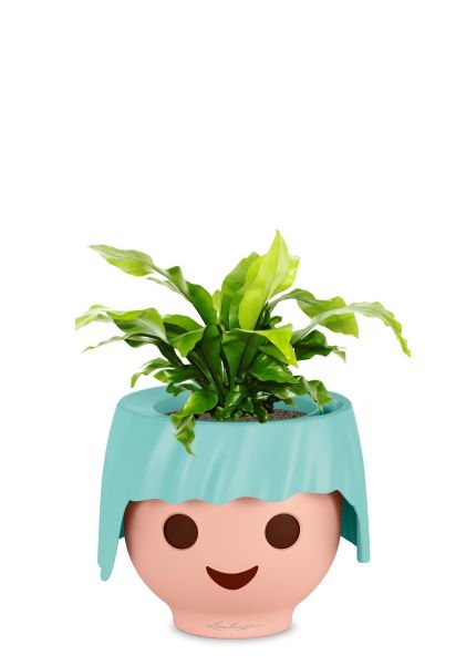 Асплениум Нидус 12/25 в OJO