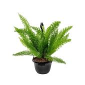 Аспарагус Маерс d20 см h55 см