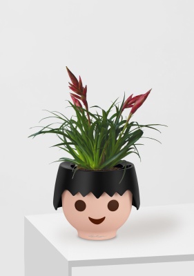 Вриезия Астрид 12/30 см в OJO