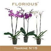 Фаленопсис 2 ствола Mix 16+ (florious) d15 см h100 см Фаленопсис 2 ствола Mix 16+ (florious) d15 см h100 см