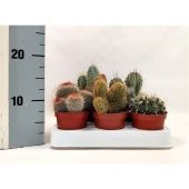 Кактус микс d8.5 см h5 см тип 1