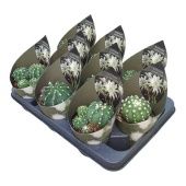 Эхинопсис d10.5 см h12.5 см