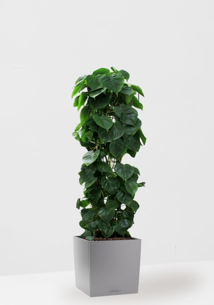 Филодендрон Сканденс на решетке 24/120 см в CUBE 30 Филодендрон Сканденс на решетке 24/120 см в CUBE 30