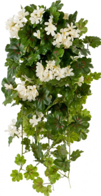 Герань кремовая ампельная