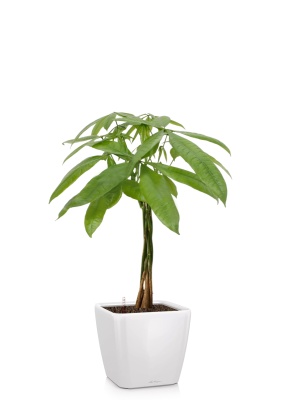 Пахира Акватика косичка 21/90 см в QUADRO LS 28, белый блестящий Пахира Акватика косичка 21/90 см в QUADRO LS 28, белый блестящий