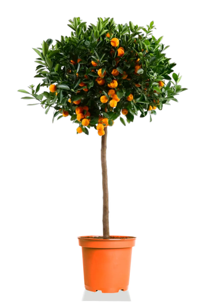 Цитрус Каламондин на стволе 46/140 см