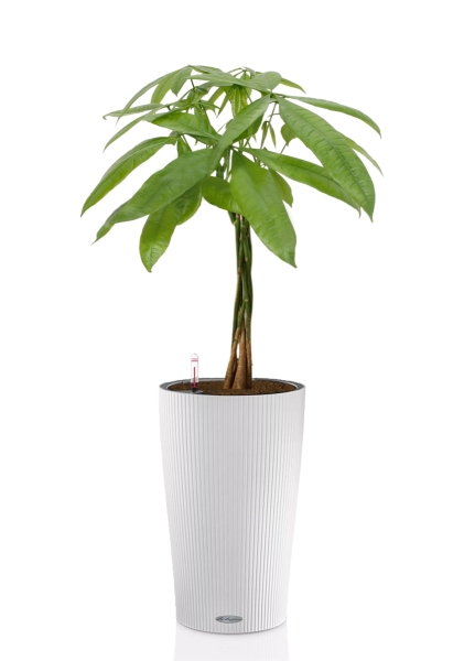 Пахира Акватика косичка 21/90 см в CILINDRO 32 Пахира Акватика косичка 21/90 см в CILINDRO 32