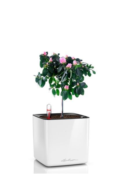 Азалия Фландрес штамб микс 13/20 см в CUBE GLOSSY 16