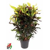 Кротон Кодиеум Мамми бранч d27 см h100 см Кротон Кодиеум Мамми бранч d27 см h100 см