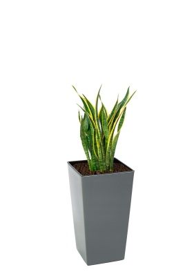Сансевиерия Лауренти 21/70 см в Finezja 30x30, серый бетон Сансевиерия Лауренти 21/70 см в Finezja 30x30, серый бетон