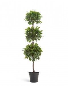 Фикус Бенджамина Топиари тройной