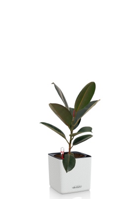 Фикус Эластика Абиджан 14/45 см в CUBE COLOR 16, белый