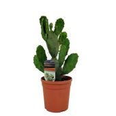 Опунция Vulgaris d17 см h40 см