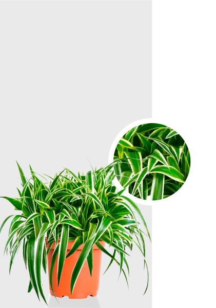 Хлорофитум Оушен 15/40 см