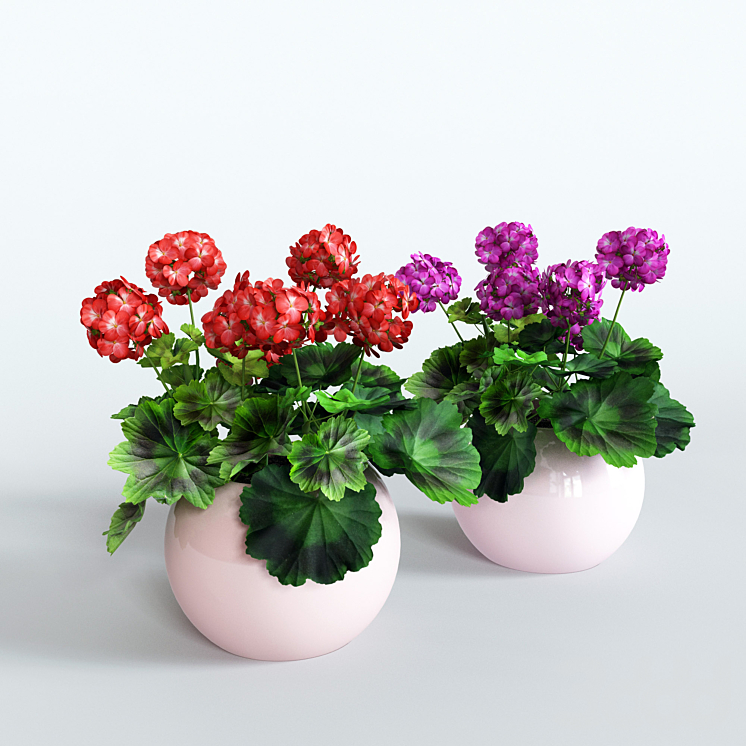 Какой горшок нужен для герани?