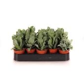 Крассула денежное дерево Аборесценсес Кристата d5.5 см h12.5 см