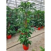 Филодендрон Orange d34 см h220 см Филодендрон Orange d34 см h220 см