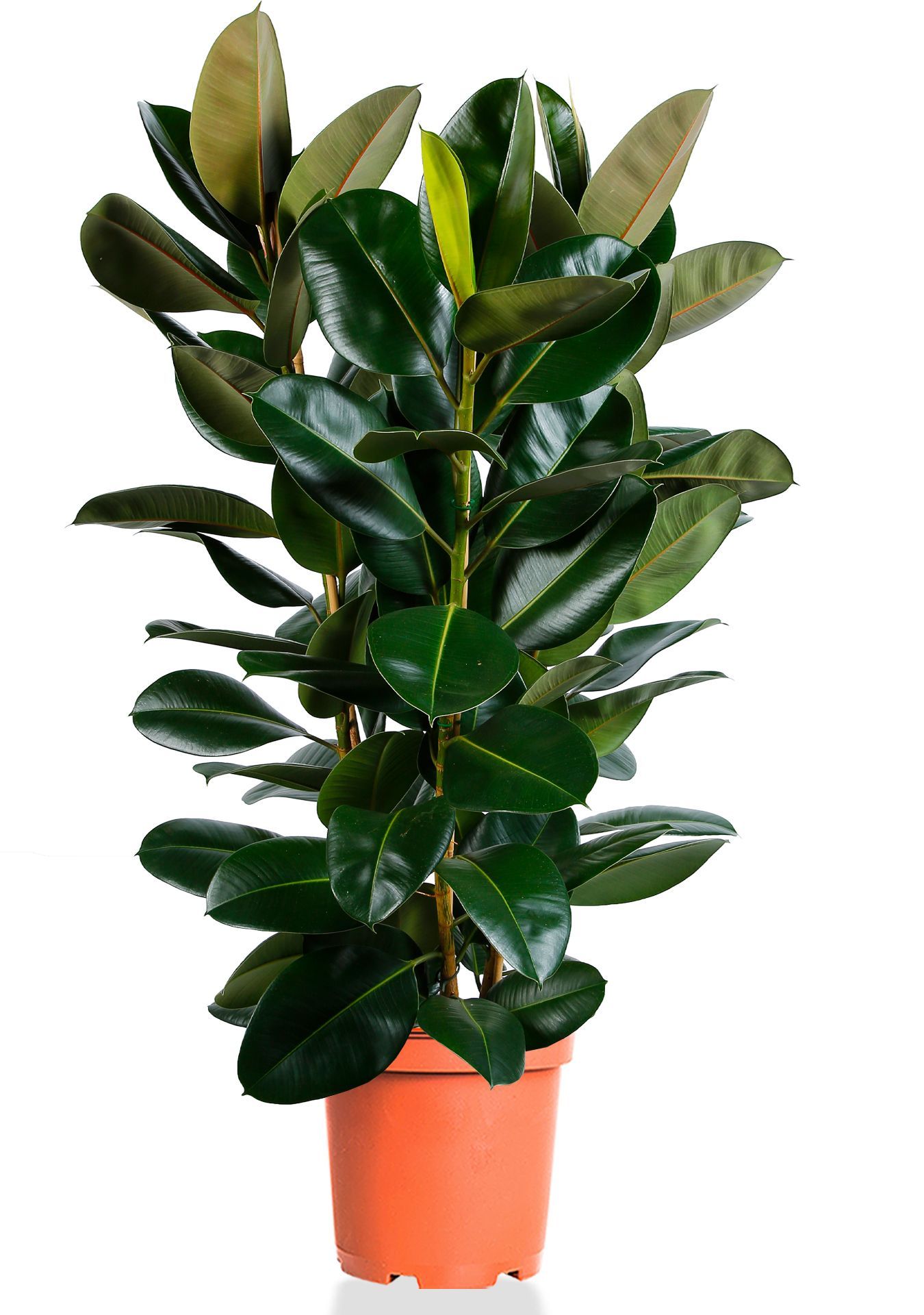 Фикус Эластика Робуста 3 ствола 30/130 см