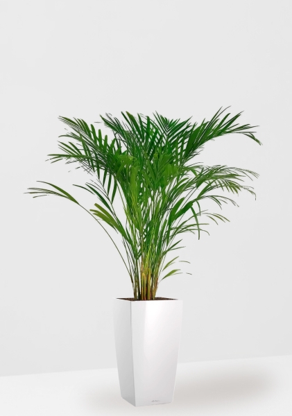 Хризалидокарпус Арека 19/120 в CUBICO 30