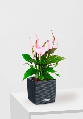 Спатифиллум розовый 13/40 см в CUBE COLOR 16 Спатифиллум розовый 13/40 см в CUBE COLOR 16