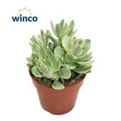 Крассула Рисби вариегатная денежное дерево d8.5 см h15 см Крассула Рисби вариегатная денежное дерево d8.5 см h15 см