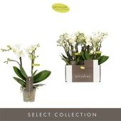 Фаленопсис 2 ствола Optifriend Sandra (opti) d7 см h25 см Фаленопсис 2 ствола Optifriend Sandra (opti) d7 см h25 см